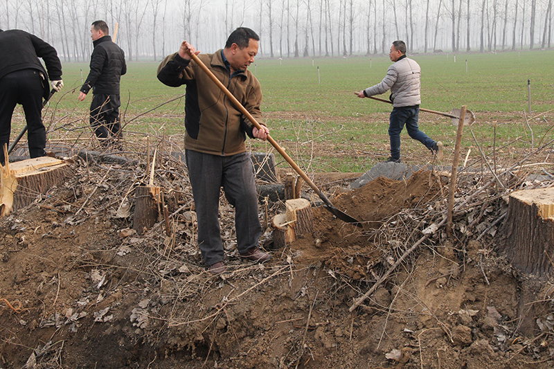 博農(nóng)集團(tuán)領(lǐng)導(dǎo)、基層黨政負(fù)責(zé)人等同志積極參加植樹活動